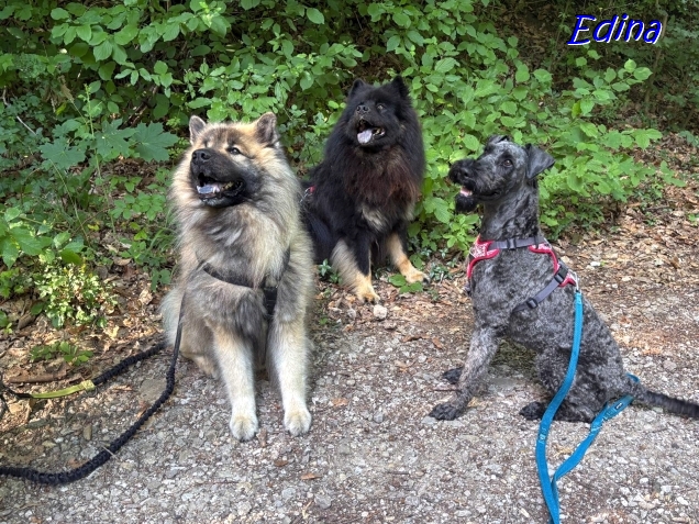 21.7.2025 - Dreifache Aufmerksamkeit